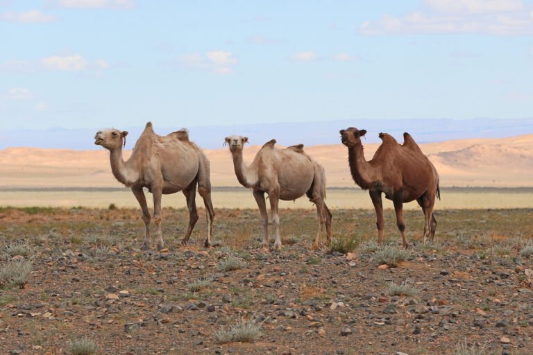 Mongolia Put the Gobi's Khanbogd-Shar Tsav on the International Stage