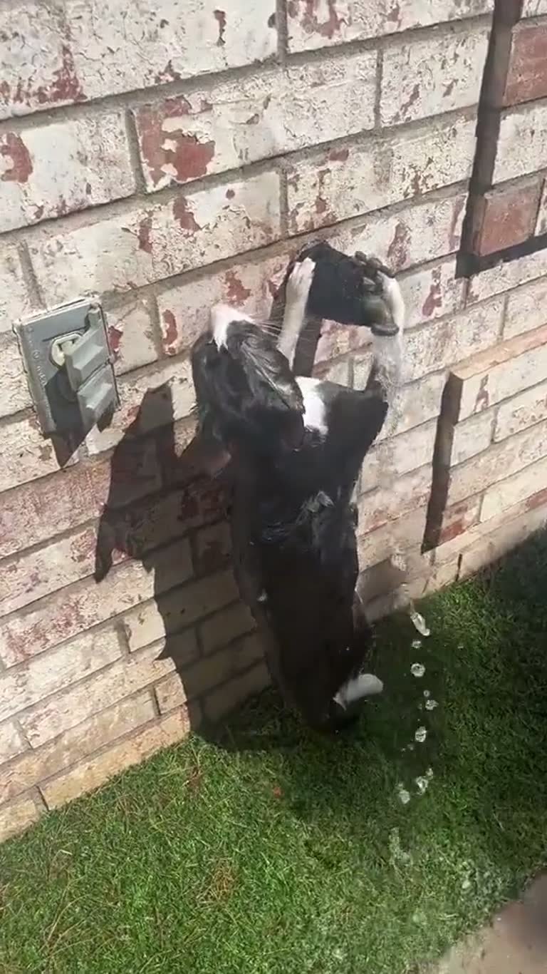 A Cat, a Brick Wall and a 'Glitch in the Matrix' Nobody Can Explain