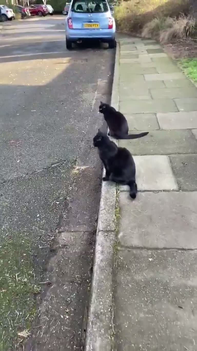 Two Identical Black Cats on One Curb Spark a Déjà Vu Moment