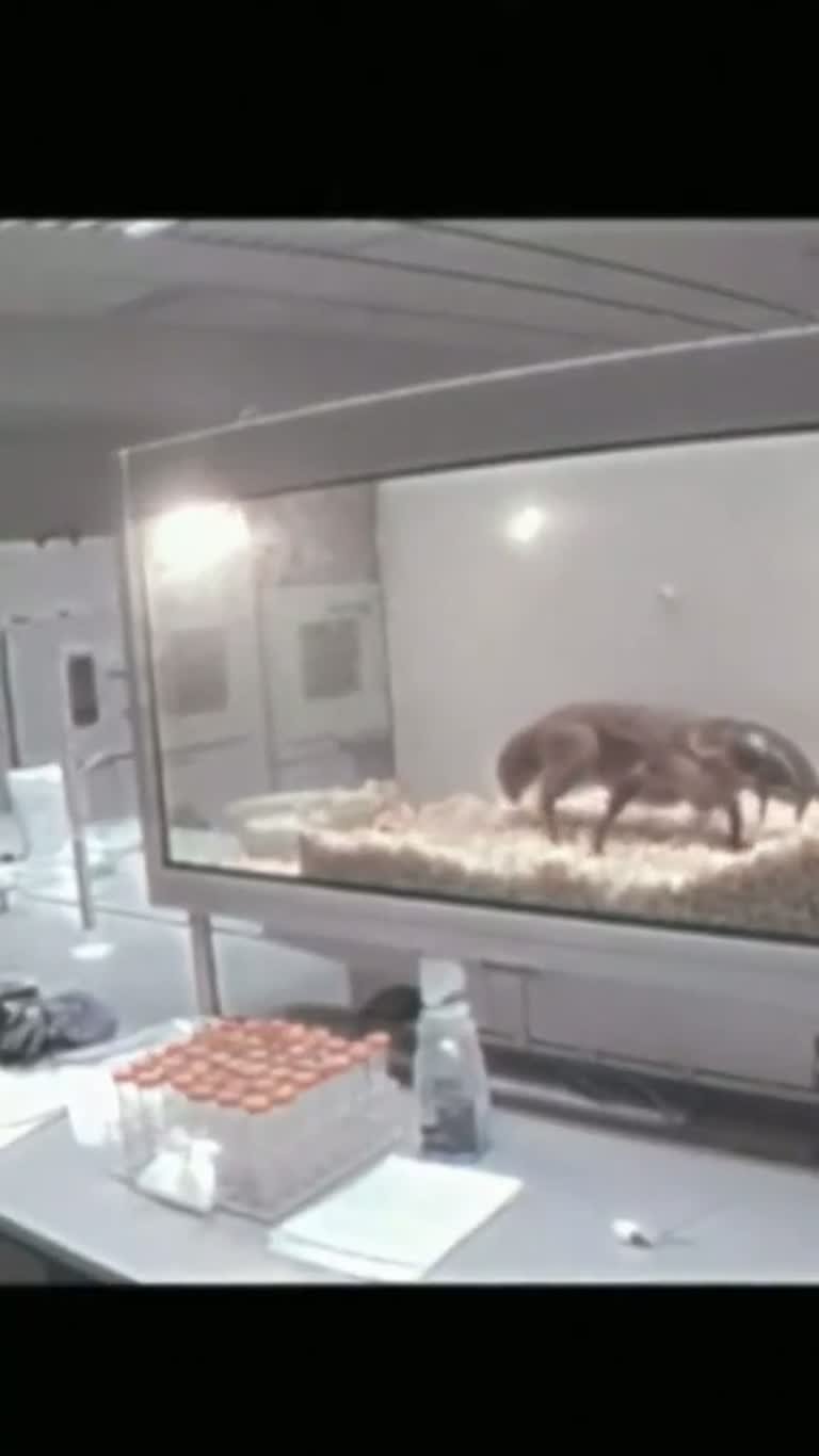 Strange Hybrid Creatures Filmed Inside What Looks Like a Lab