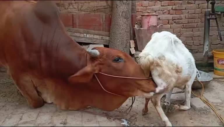 A Massive Bull Keeps Nudging a Tiny Goat — And Nobody Knows Why