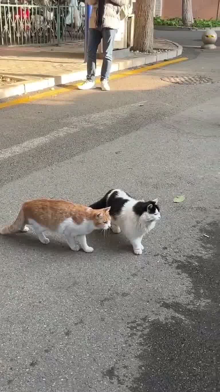 Two Cats, One Street, and a 'Glitch in the Matrix' Moment