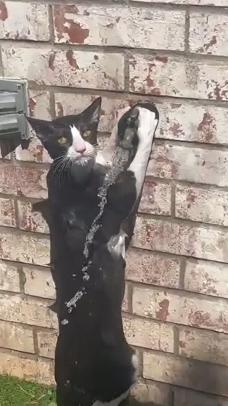 A Cat, a Brick Wall and a 'Glitch in the Matrix' Nobody Can Explain