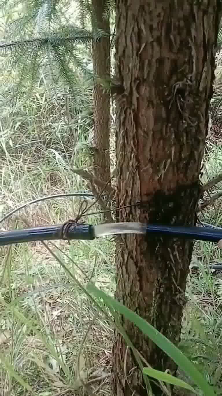 Glitch in the Matrix: A Hose, a Tree and a Very Odd Clip