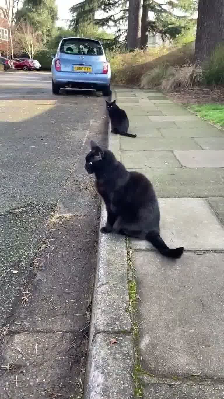 Two Identical Black Cats on One Curb Spark a Déjà Vu Moment