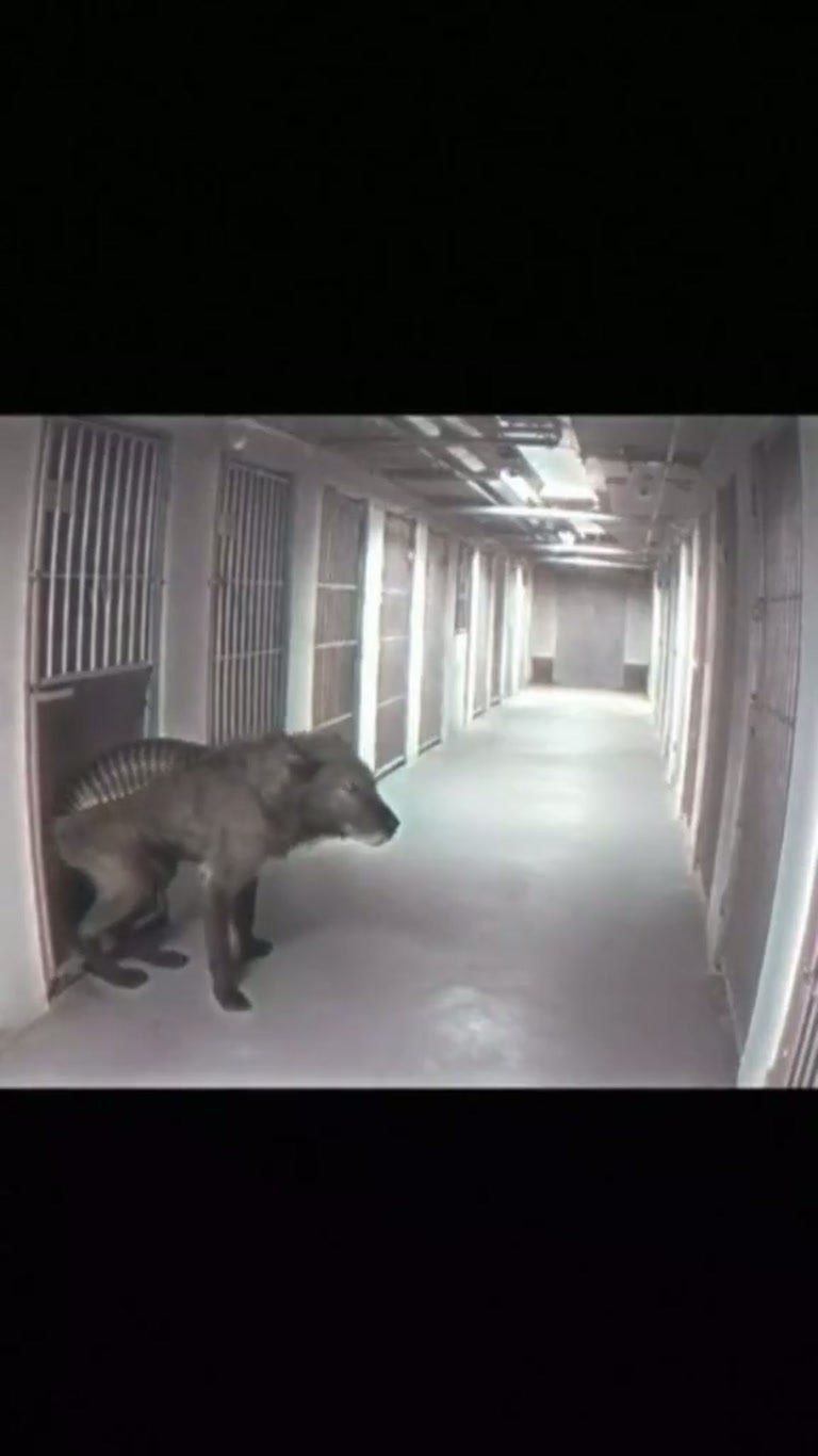 Strange Hybrid Creatures Filmed Inside What Looks Like a Lab
