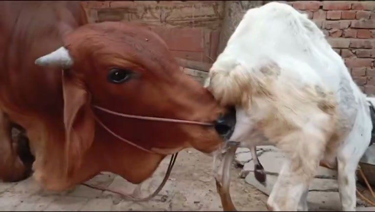A Massive Bull Keeps Nudging a Tiny Goat — And Nobody Knows Why