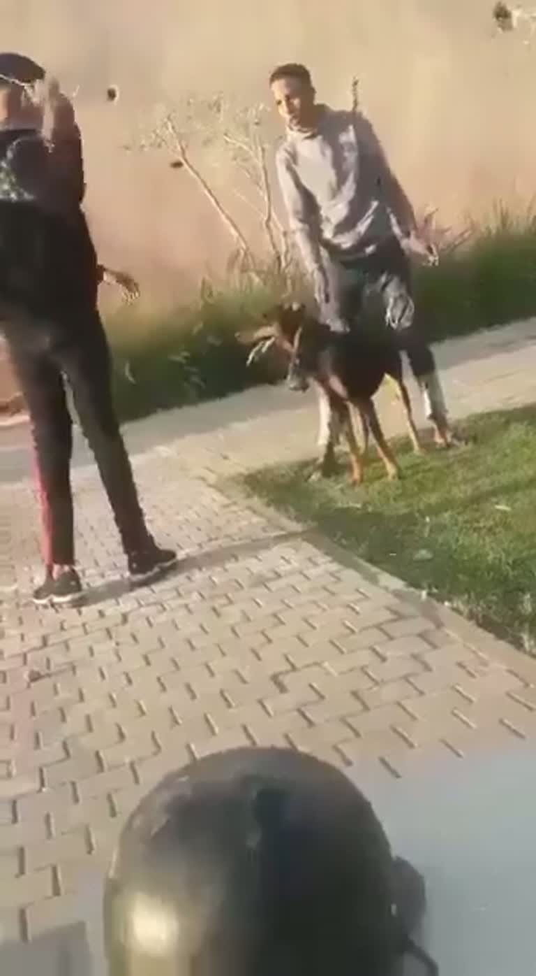 Two Dogs, Two Men, and a Sidewalk Scuffle Caught on Camera