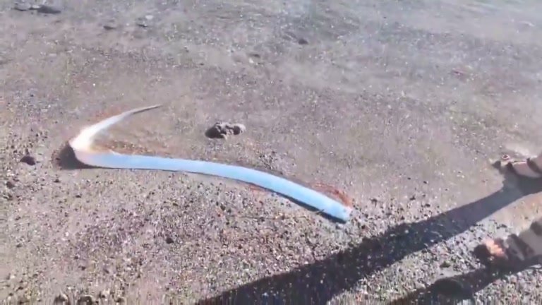 Rare Deep-Sea 'Doomsday Fish' Washes Ashore on Mexico Beach