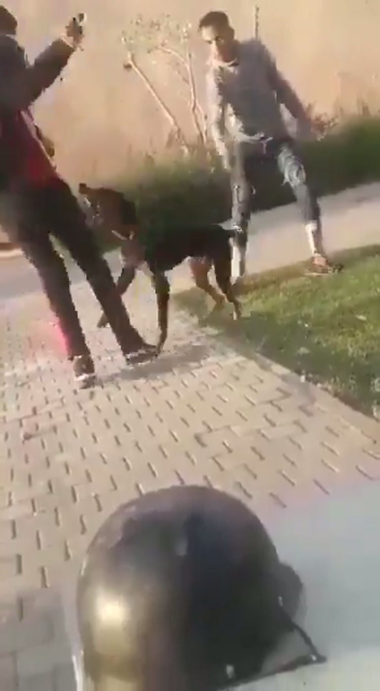Two Dogs, Two Men, and a Sidewalk Scuffle Caught on Camera