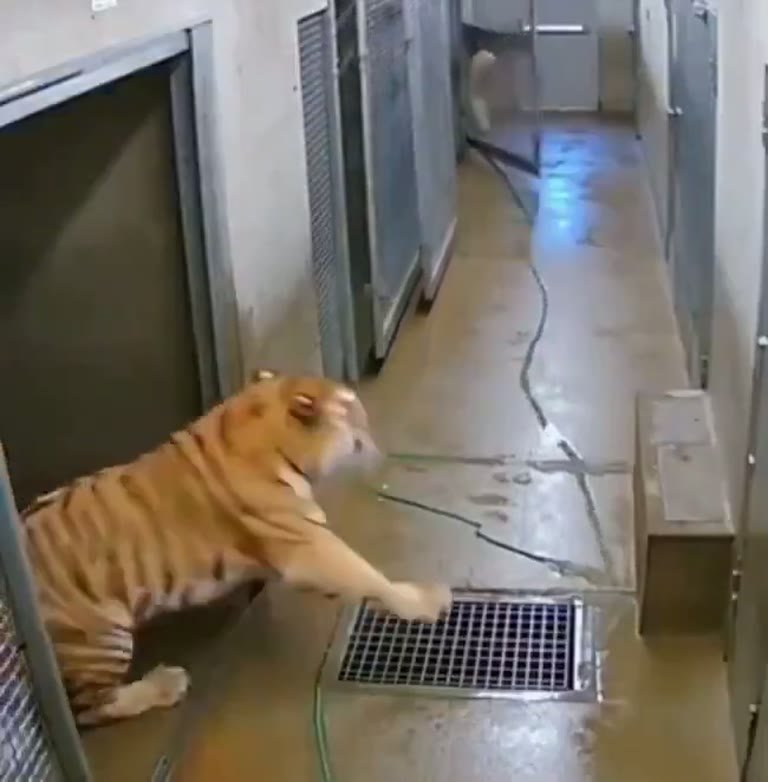 Wild: Tiger Loose in Zoo Hallway, Worker’s Split-Second Move